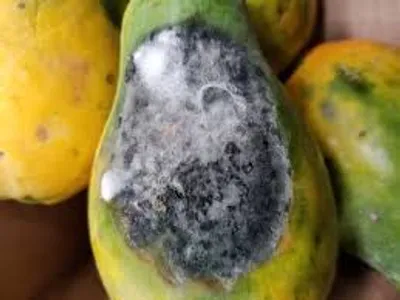 Illustration rot - Image 2