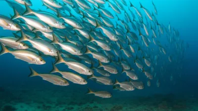 Illustration school - Image 1