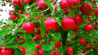 Illustration fruits - Image 1