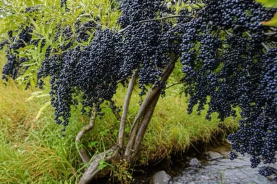 Illustration hag - Image 1