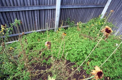 Illustration degenerated