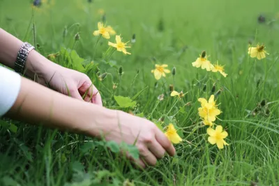 Illustration primroses - Image 1