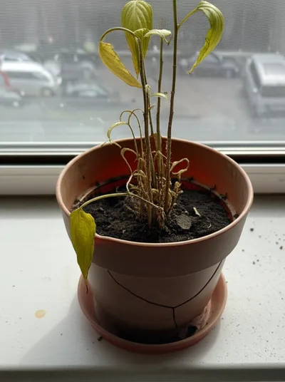 Illustration mid - Image 1