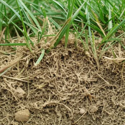 Illustration thatch - Image 1