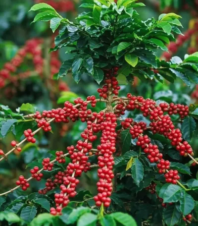 Illustration varietal - Image 1