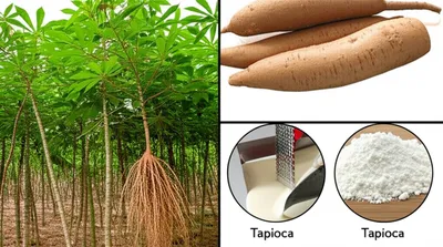 Illustration cassava