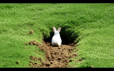 Illustration burrowing - Image 1