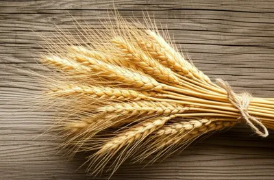 Illustration agricultural