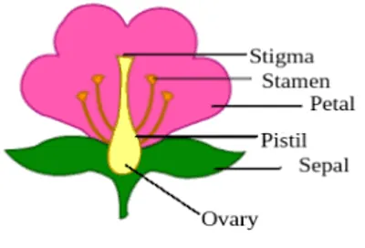Hình ảnh minh họa bisexual - Ảnh 2