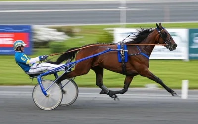 Illustration trotter - Image 1