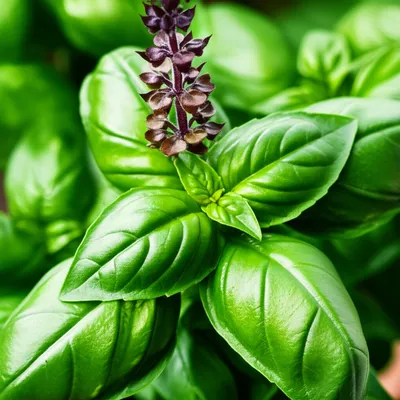 Illustration basil - Image 1