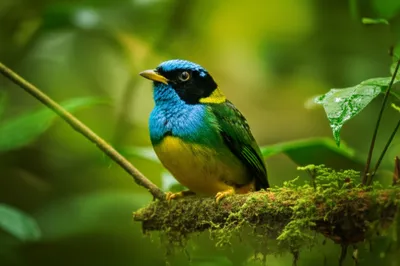 Illustration whistler - Image 1