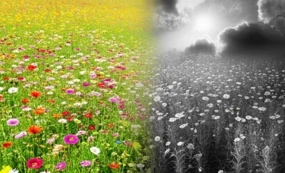 Illustration darkening - Image 1