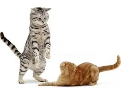 Illustration dominate - Image 2