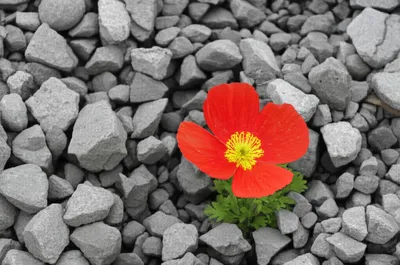 Illustration buries - Image 1