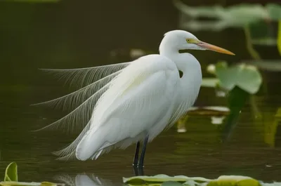 Illustration aigrettes - Image 1