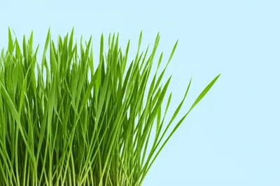 Illustration wave - Image 1