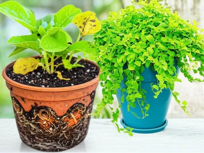 Illustration outgrown - Image 1