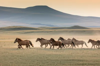 Illustration ranged - Image 1