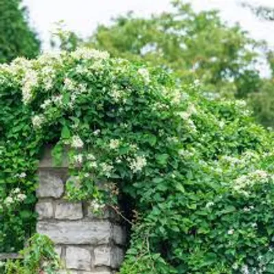 Illustration vine - Image 2