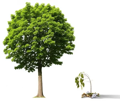 Illustration disparaging