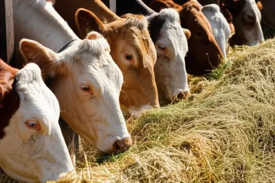 Illustration chaff - Image 1