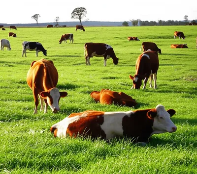 Illustration fed - Image 1