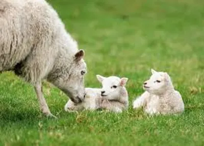 Illustration lamb - Image 2