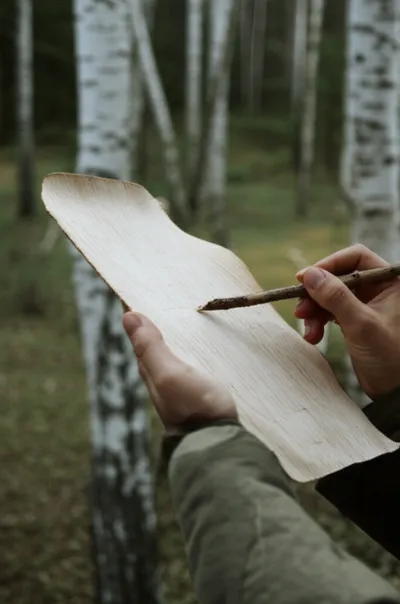 Illustration birchbark - Image 1