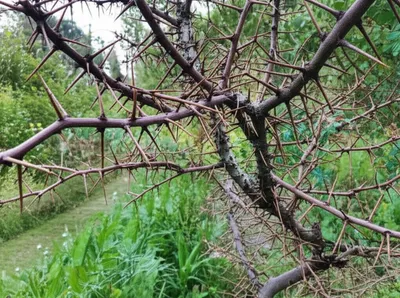 Illustration cockspur - Image 1