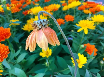 Illustration prey - Image 1