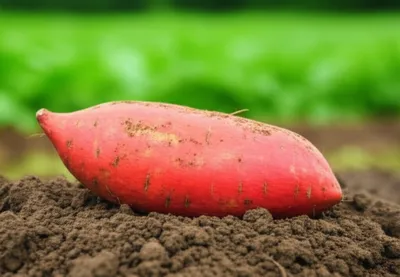 Illustration tetter - Image 1