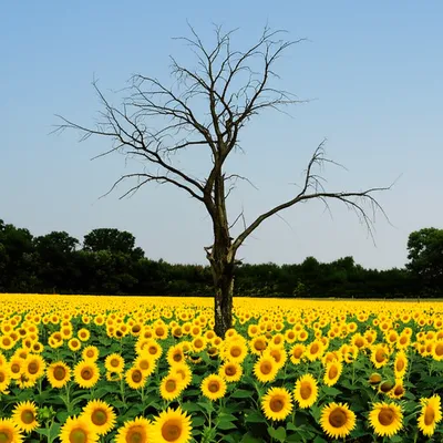 Illustration dwarfing - Image 1