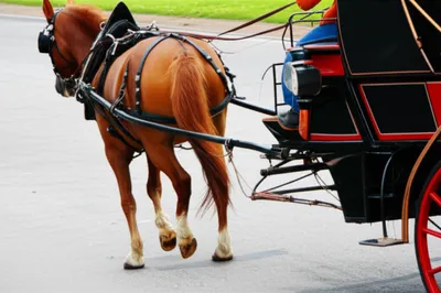 Illustration breeching - Image 1