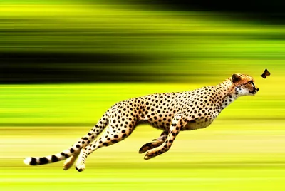 Illustration raced - Image 1