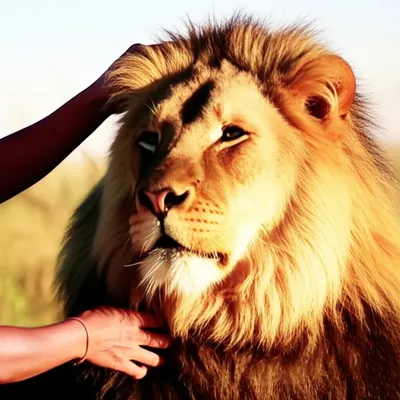 Illustration tranquilizes