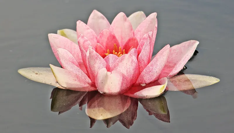 Визуальная иллюстрация nymphaea: Кувшинка - Изображение 2