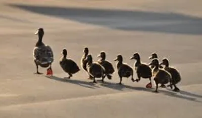 Illustration follow - Image 3