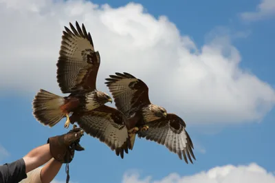 Illustration casts - Image 1