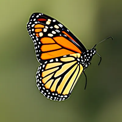 Illustration fluttering