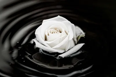 Illustration vitiate - Image 1