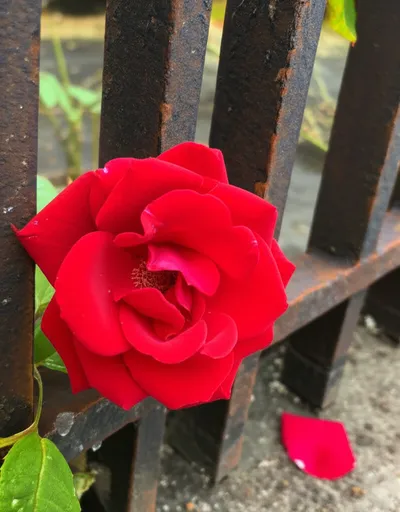 Illustration disallowed - Image 2