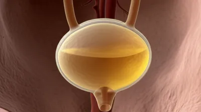 Illustration bladders - Image 1