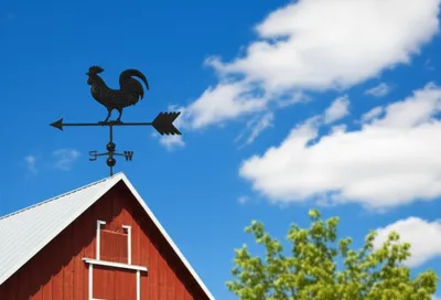 Illustration flys - Image 1