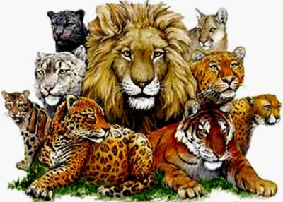 Illustration feline - Image 2