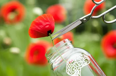 Illustration cutting - Image 1