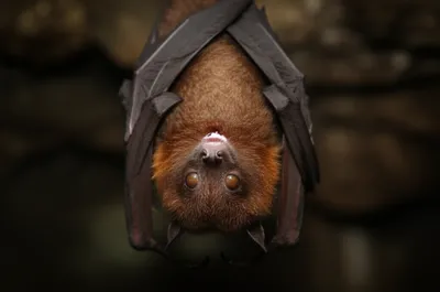 Illustration faces - Image 1