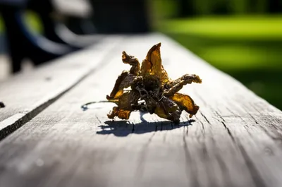 Illustration fag - Image 1