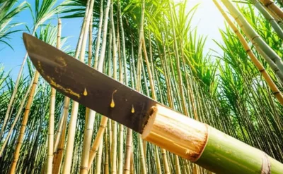 Illustration sugarcane