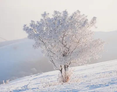 Illustration rhymes - Image 1